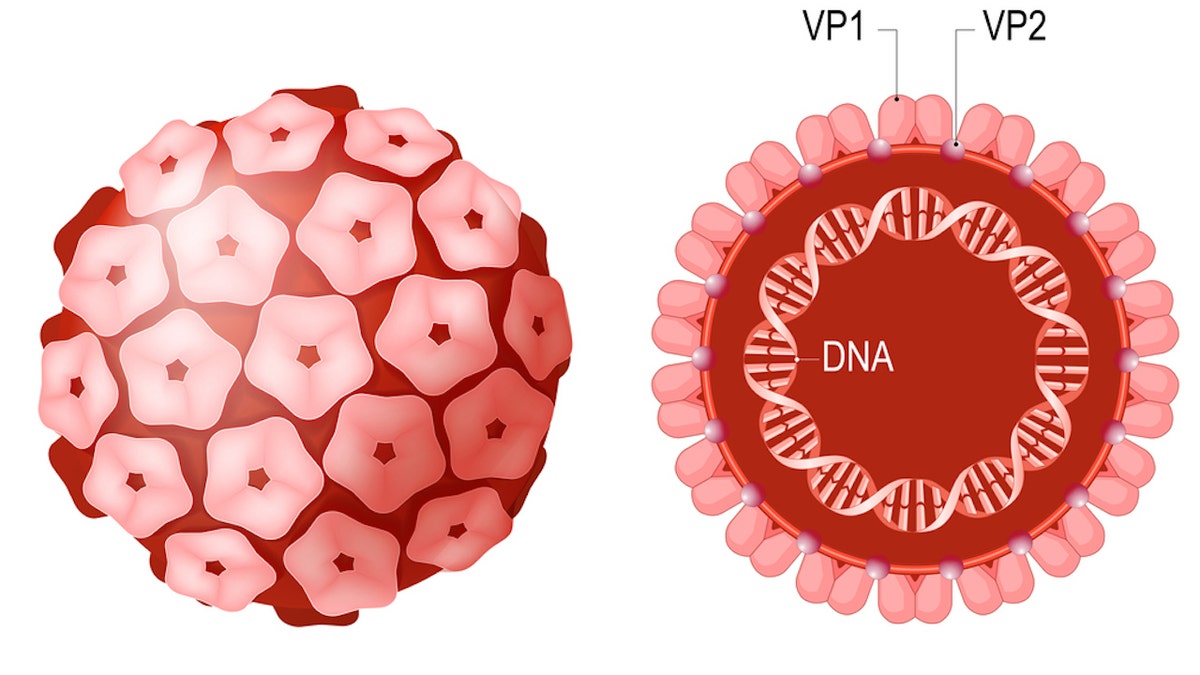 Merkel cell polyomavirus