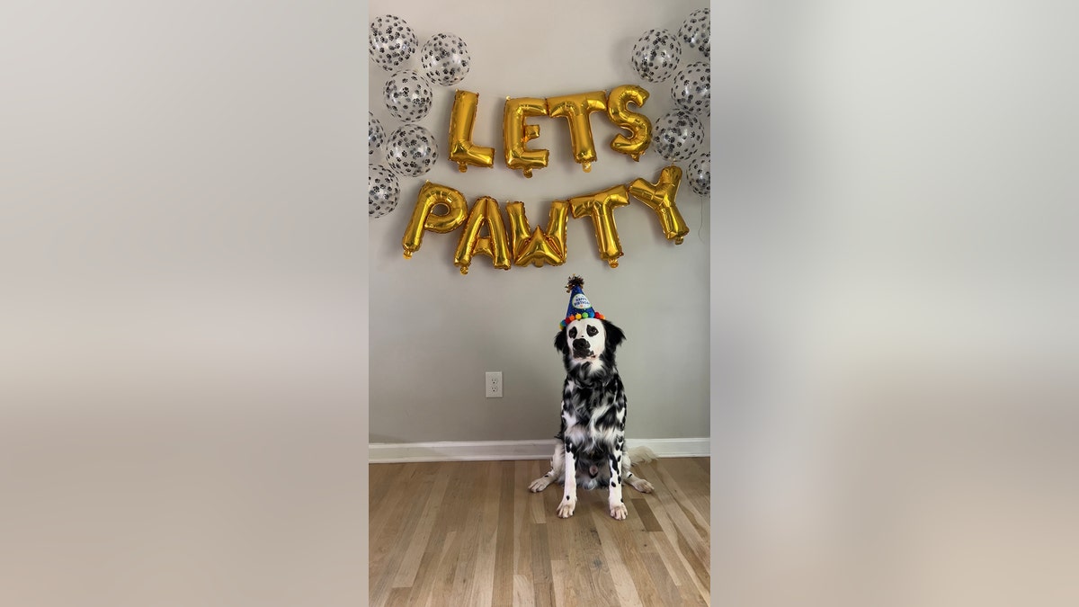 Dog birthday party