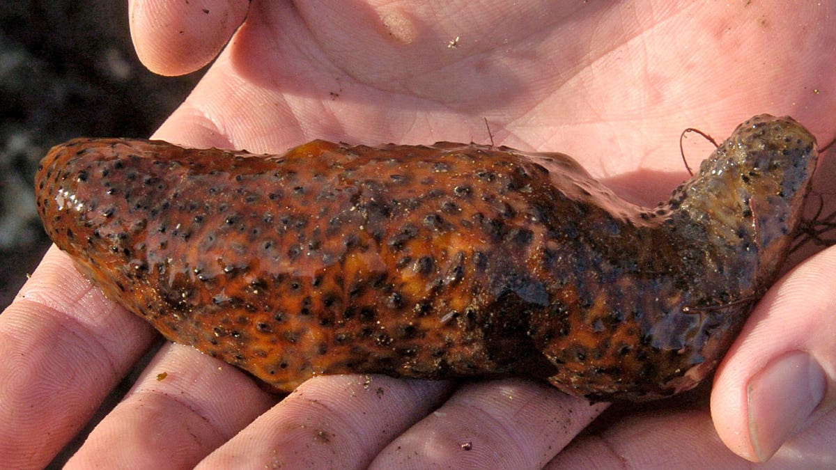 Sea cucumber