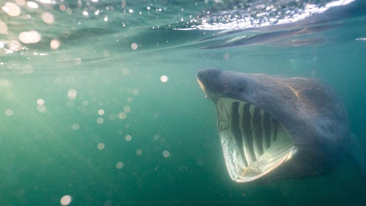 Basking shark mouth 