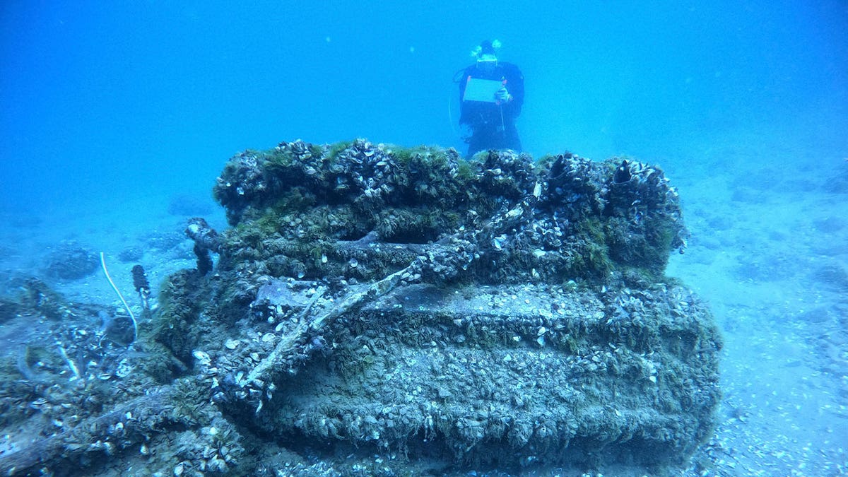 mussels cover a shipwreck 