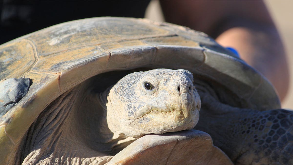 bolson tortoise