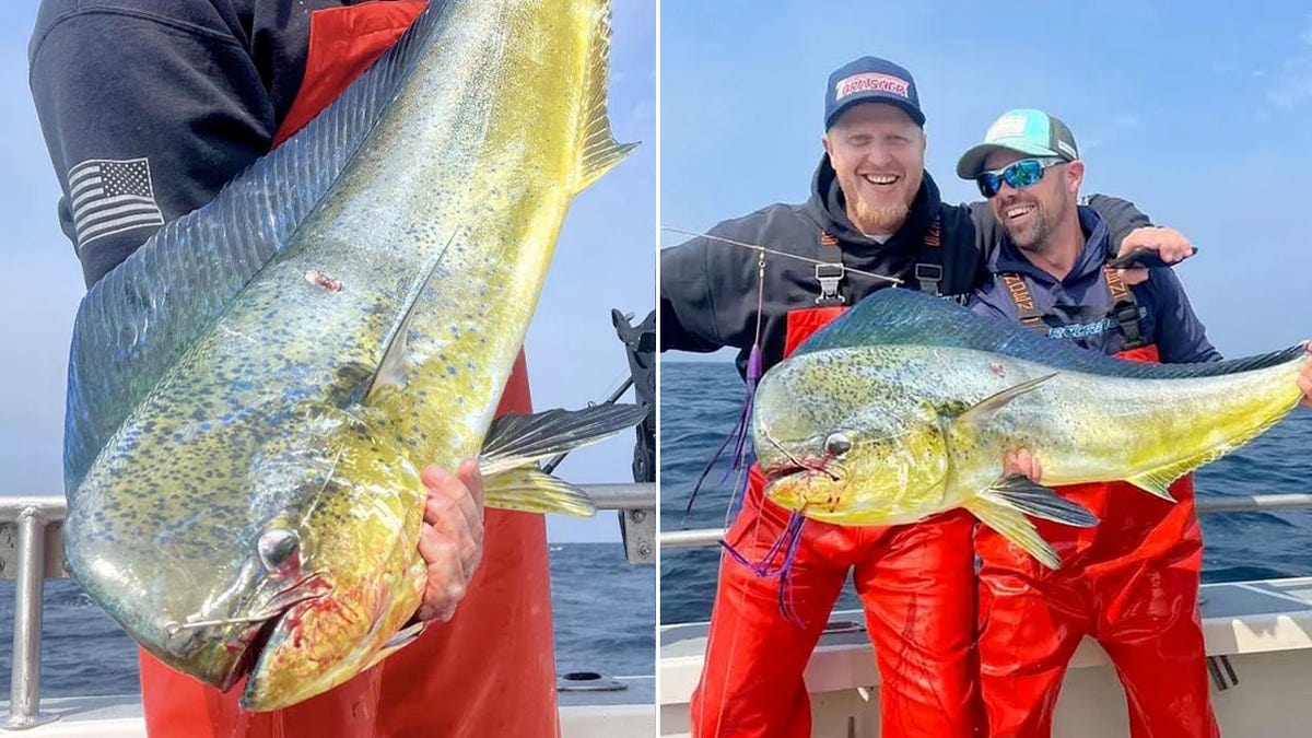 washington state record mahi mahi split