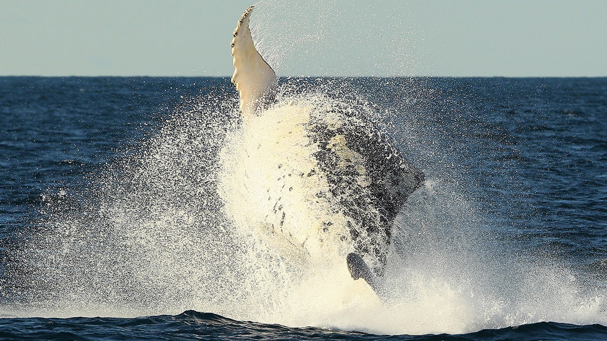 breaching whale