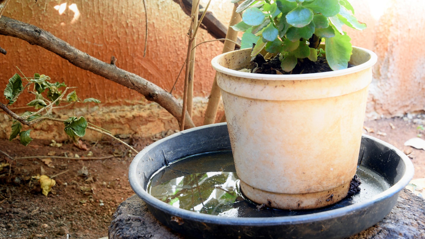 standing water flower pot