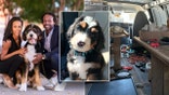 Photo illustration of Brooklyn's owners and the van that Brooklyn was in.