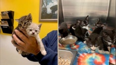 Maine's surge in cat population causes crowded animal shelters: 'Sad scenario'