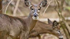 Maryland national parks see 1st cases of ‘zombie deer disease’