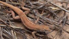 Texas pushes back as Biden admin digs up old fight over lizard that could 'cripple' state oil industry