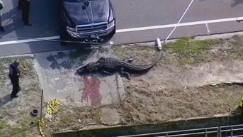 Haunting photos show alligator spotted laying next to pool of blood after eating a human
