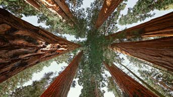 On this day in history, Congress establishes Sequoia National Park - Fox News