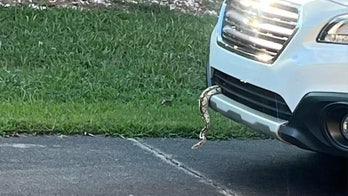 North Carolina drivers finds unusual stowaway — a ball python who 'hitched a ride' with the driver