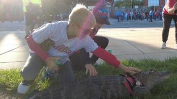 Emotional support alligator denied entry into Phillies game: reports