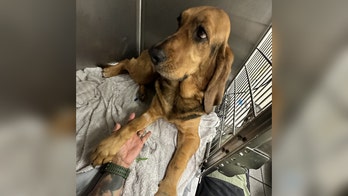 Florida police K-9 recovering after snake bite during training