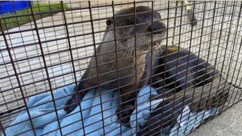 Florida man gets bitten by rabies-infected otter while feeding ducks: officials