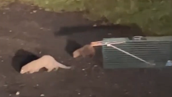 Hundreds of minks on the loose in Pennsylvania after massive fur farm release