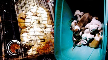 NY grand jury indicts 2 men after 'despicable' discovery of 19 pit bull puppies, toddler, guns in a vehicle