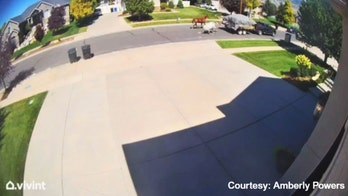 Utah woman says about horses being dragged behind truck: 'Horrible to watch'