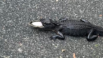 Half-mouthed alligator finds new home at Gatorland
