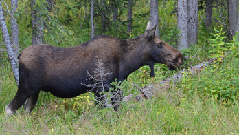 Hiker on trail near Colorado Springs trampled by a moose
