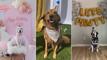Dog 'pawty': 3 pet owners share why they spend hundreds of dollars on their pets' birthday parties