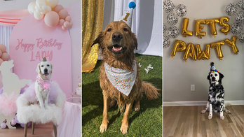 Dog 'pawty': 3 pet owners share why they spend hundreds of dollars on their pets' birthday parties