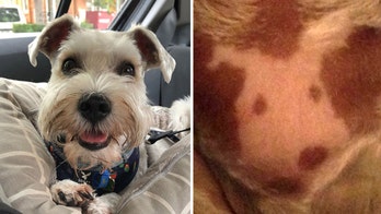 Dog owner notices something unusual about pup's spots — plus a coffee vs. tea debate