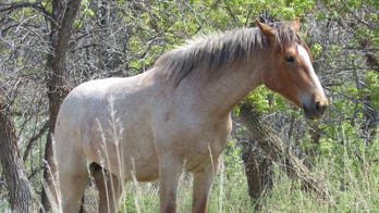 North Dakota residents to weigh in on whether wild horses in Theodore Roosevelt National Park should stay