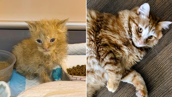 Utah therapy cat named Jean Paul is a survivor himself: Was a 'little ginger kitten,' 'cold and unresponsive'