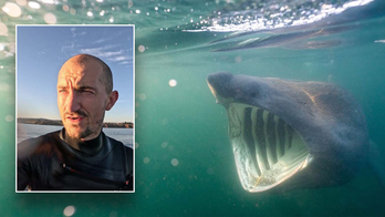 Shark with massive jaw circles nervous paddleboarder in 'eerie' footage