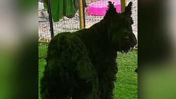 Dog stolen from pet sitter's car at gunpoint in Maryland, police searching for suspects