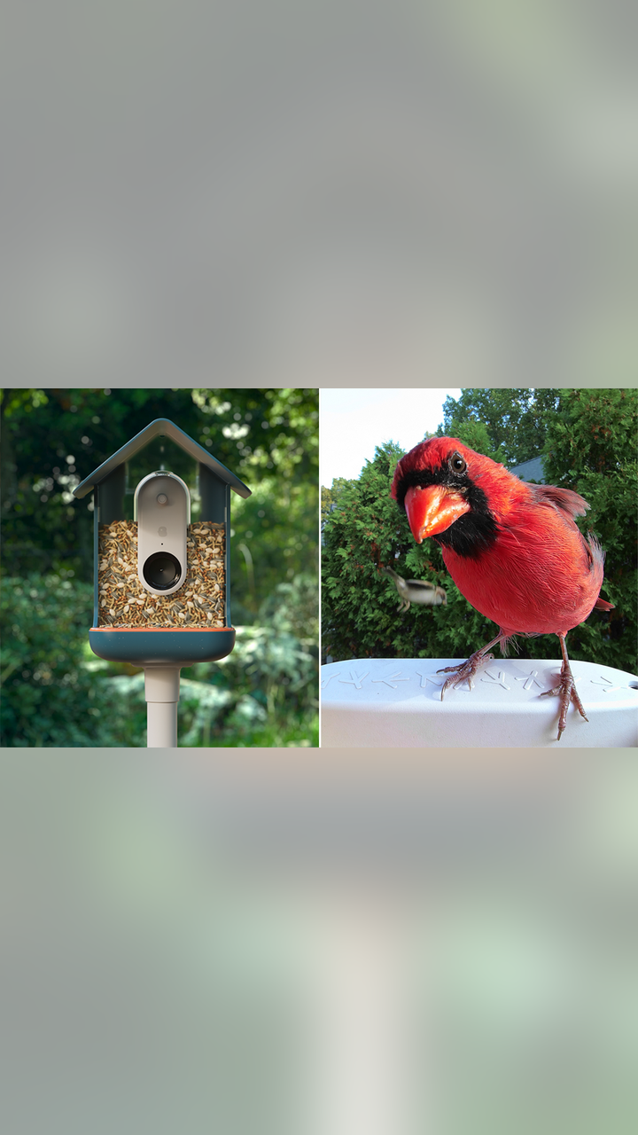 How Does the Bird Buddy Camera Work: Ultimate Guide to Birdwatching Tech