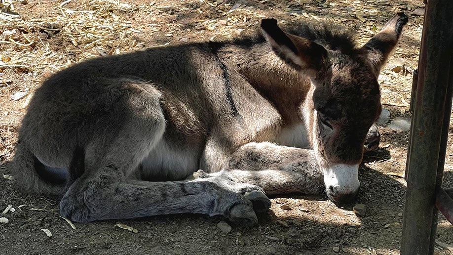 Burro saved near Lake Pleasant, Ariz.