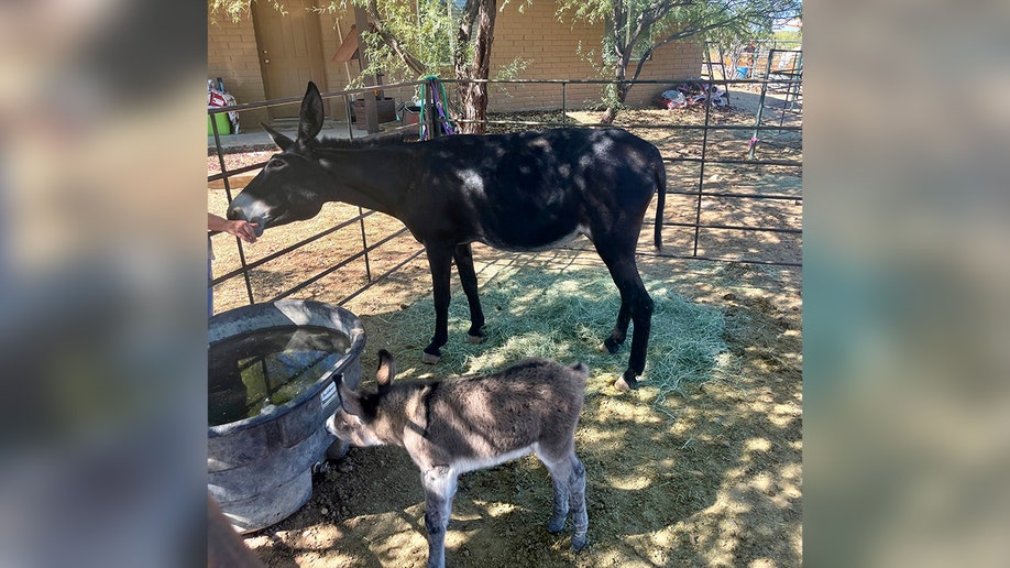 Burro saved off Arizona highway