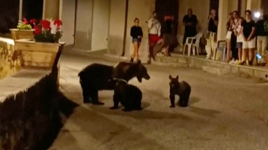 Killing of endangered brown bear near national park leaves 2 cubs motherless, sparks outrage in Italy