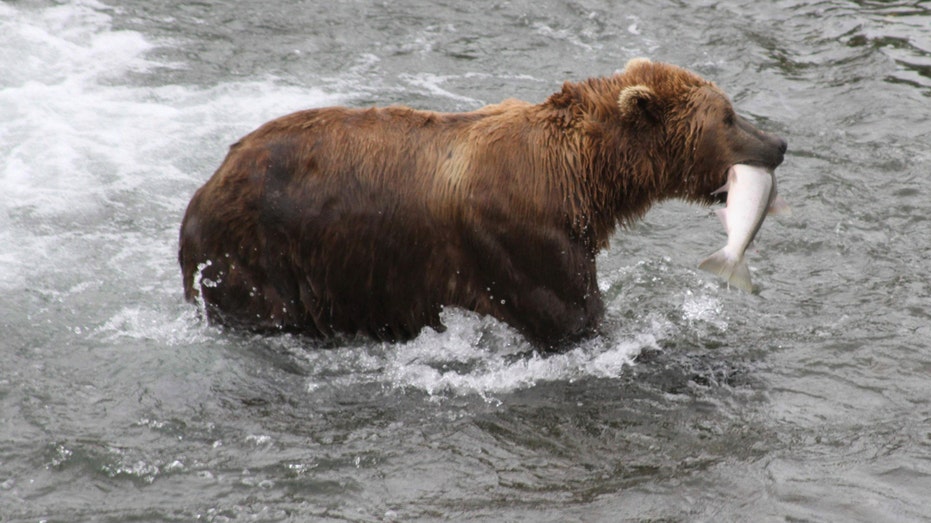 Alaska’s beloved ‘Fat Bear Week’ could be threatened by government shutdown