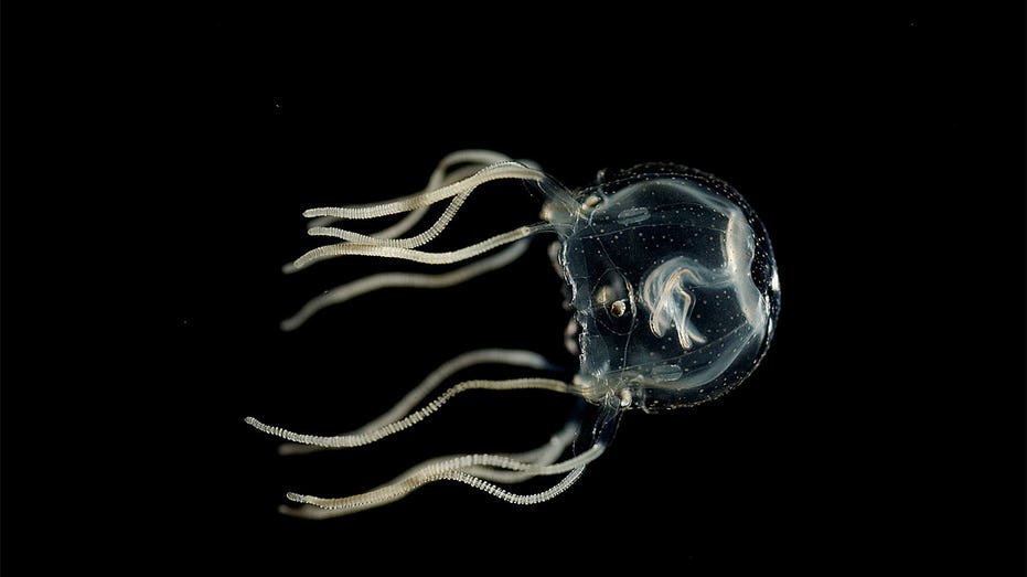 Jellyfish are not the ‘simple creatures’ once thought: New study may change an understanding of our own brains