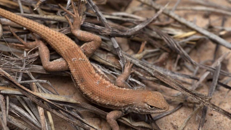 Texas pushes back as Biden admin digs up old fight over lizard that could ‘cripple’ state oil industry