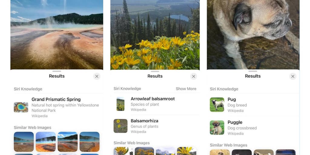 How to use 'Visual Look Up' feature on iOS 17 to find information easily - Vimarsana News