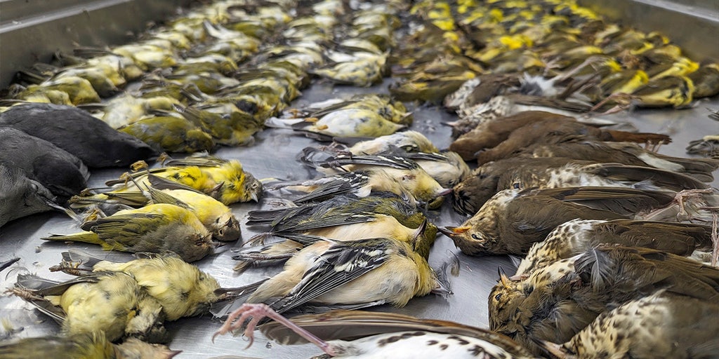 Nearly 1,000 migrating birds die crashing into windows at Chicago exhibition hall: 'Carpet of dead birds' - Vimarsana News