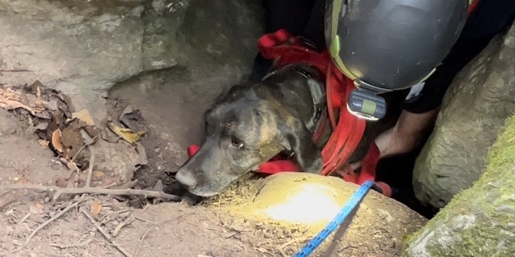 WATCH: Dramatic rescue of trapped Tennessee dog named Charlie just '5 feet below' bear in deep cave - Vimarsana News
