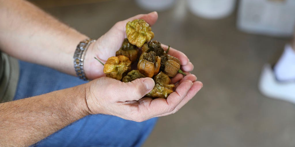 New Guinness World Record spiciest pepper, 'Pepper X,' is three times as spicy as Carolina Reaper - Vimarsana News
