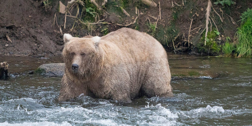 Fat Bear Week winner crowned in landslide victory: An 'annual celebration' of success - Vimarsana News