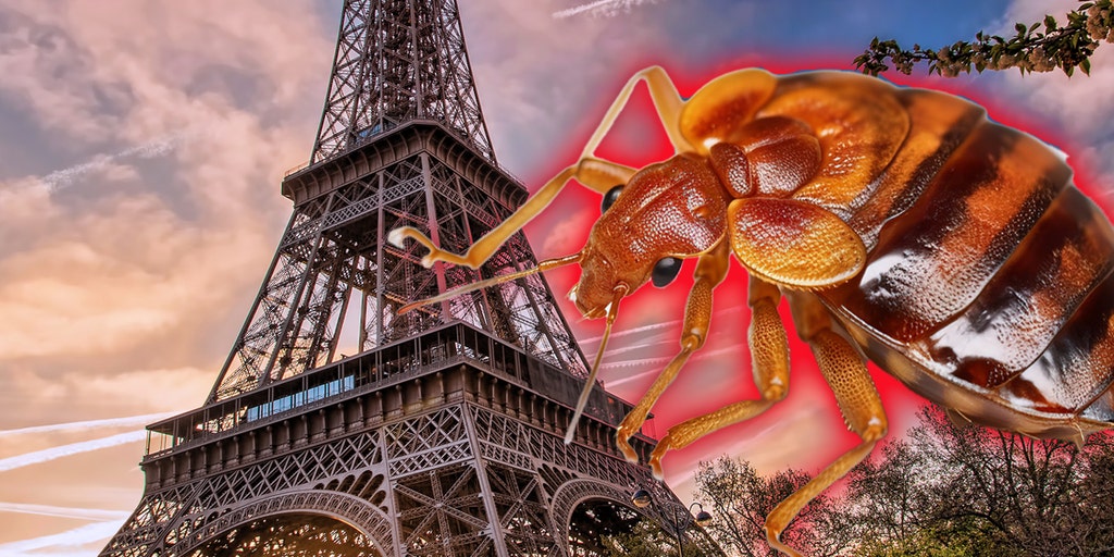 Paris resident feels like a 'plague victim' as bedbug infestation crawls into public spaces - Vimarsana News