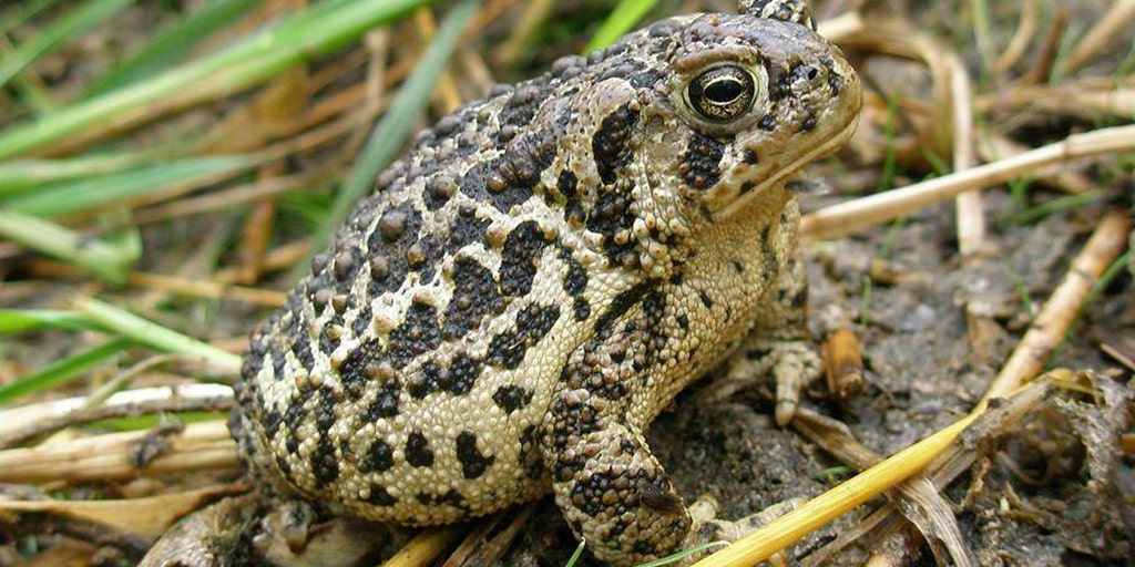 New wildlife refuges in Tennessee and Wyoming aim to protect endangered species and habitats - Vimarsana News