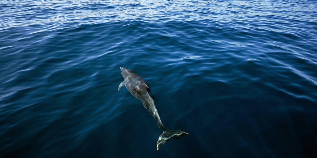 More than 100 dolphins, thousands of fish found dead as Brazilian governor declares state of emergency - Vimarsana News