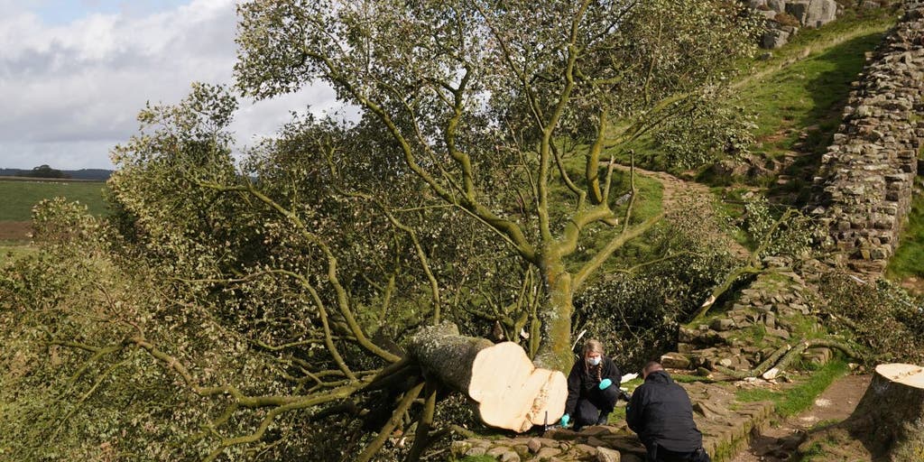 British police arrest second suspect accused of cutting down 300-year-old tree near Hadrian's Wall - Vimarsana News