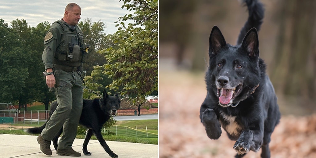 Pennsylvania K-9 who helped catch convicted murderer retires after eight years of service: 'He loved to work' - Vimarsana News