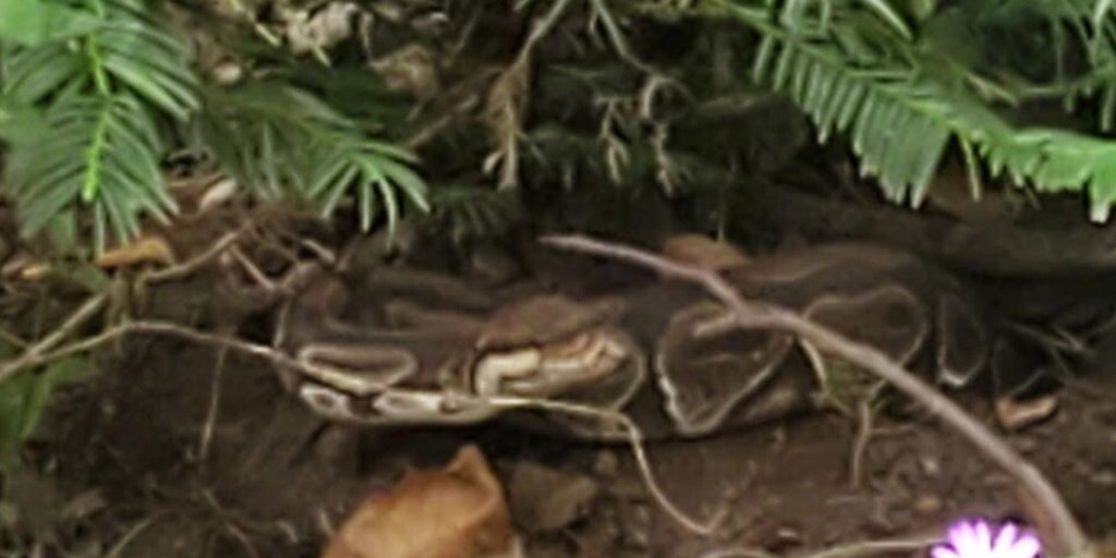 Georgia couple searches for 4-foot ball python living in front yard