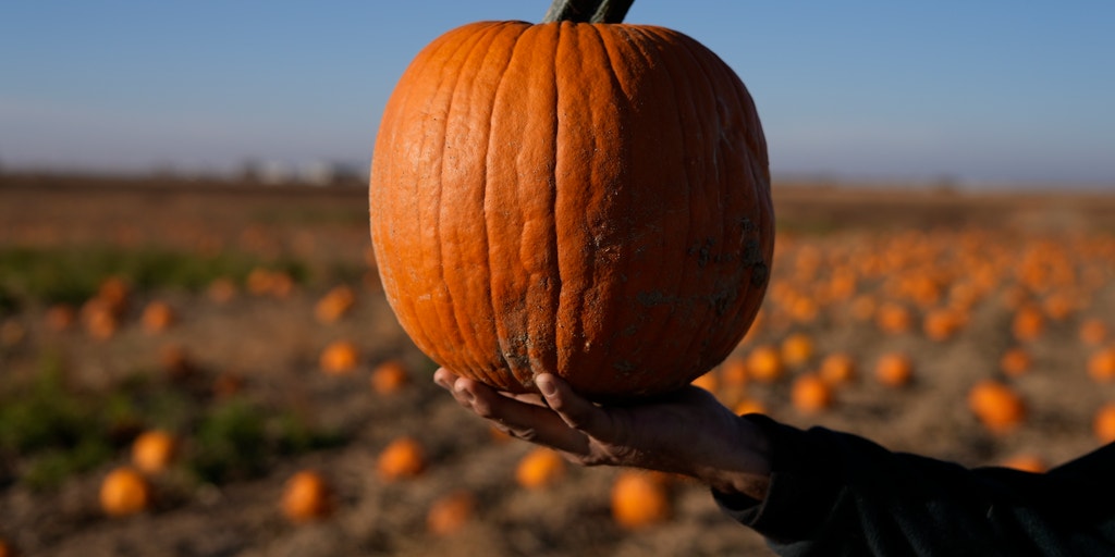 Parched pumpkins: How a drought is impacting Halloween festivities